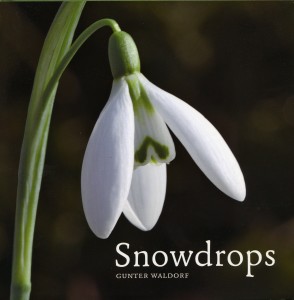 Snowdrops by Gunter Waldorf